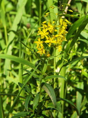 Lysimachia vulgaris