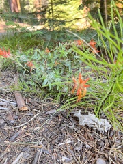 Castilleja applegatei