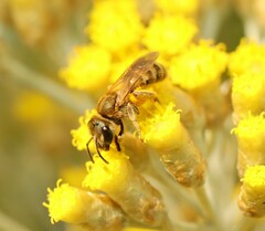 Seladonia