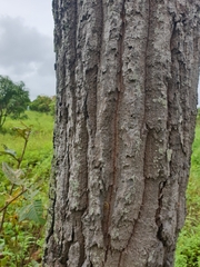 Dipterocarpus obtusifolius