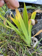 Iris lacustris