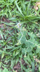 Mentha suaveolens
