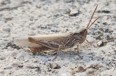 Chorthippus biguttulus