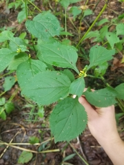 Solidago flexicaulis