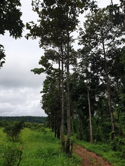 Dipterocarpus obtusifolius