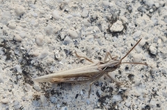 Chorthippus biguttulus