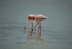 Phoenicopterus ruber