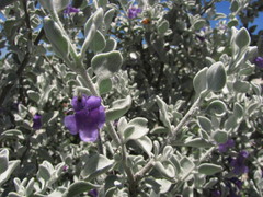 Leucophyllum ambiguum