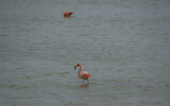 Phoenicopterus ruber