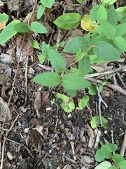 Lonicera