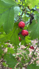 Crataegus laevigata