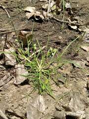 Eleusine indica