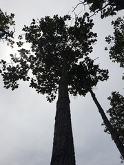 Dipterocarpus obtusifolius