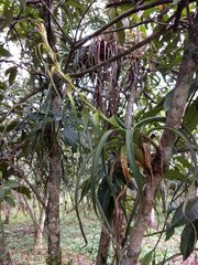 Tillandsia belloensis