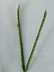 Eleusine indica