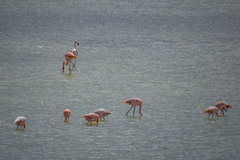 Phoenicopterus ruber