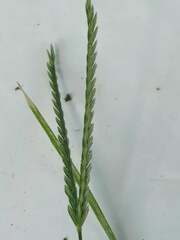 Eleusine indica