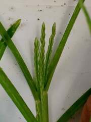 Eleusine indica