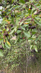 Crataegus douglasii