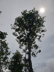 Dipterocarpus obtusifolius