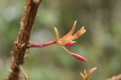 Fuchsia regia
