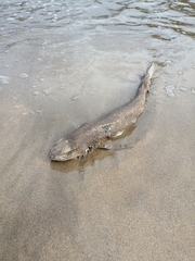 Scyliorhinus canicula