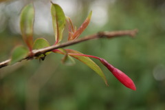 Fuchsia regia