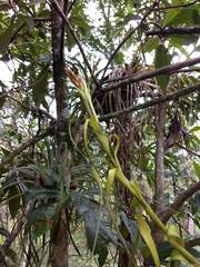 Tillandsia belloensis