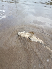 Scyliorhinus canicula