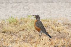 Turdus migratorius