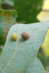 Acraspis quercushirta