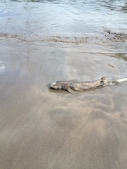 Scyliorhinus canicula