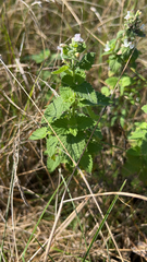 Nepeta cataria