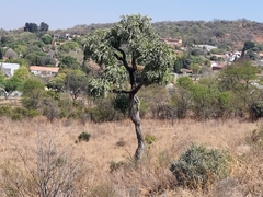 Cussonia