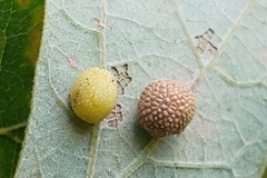 Acraspis quercushirta