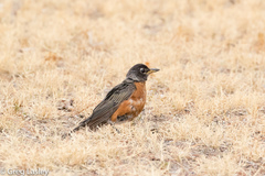 Turdus migratorius