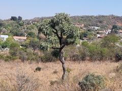 Cussonia