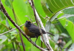 Mitrospingus cassinii