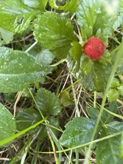 Phragmidium mexicanum