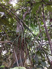 Tillandsia makoyana