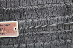 Tetraponera rufonigra