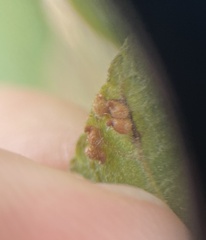 Caryomyia eumaris