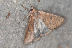 Drasteria inepta