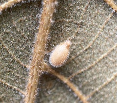 Caryomyia eumaris
