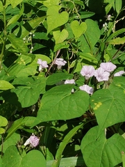 Ipomoea lacunosa