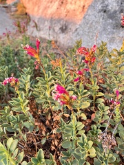 Penstemon newberryi