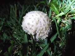 Amanita magniverrucata