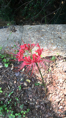 Lycoris radiata