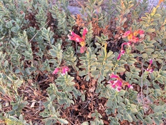 Penstemon newberryi