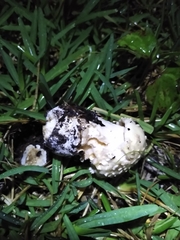 Amanita magniverrucata